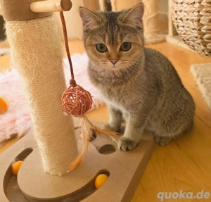 Püppi in black golden ticked tabby 