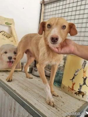 Hübsche Sandy sucht ein Zuhause