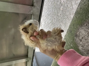 Meerschweinchen (Junge)