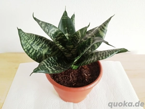 Bogenhanf Black Hanii, Zimmerpflanze 