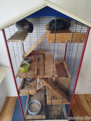 Verkaufen Chinchillas 