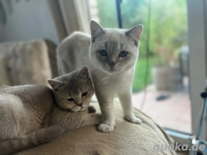 6 monate alte BKH Kater dringend abzugeben 