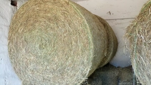 Heu Rundballen Bioheu 2024 Abholung oder Lieferung