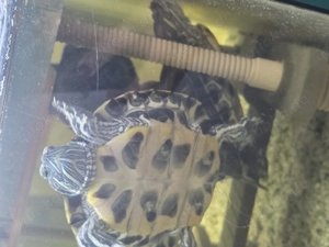 3 rotwangenschildkröten mit allen Zubehör 