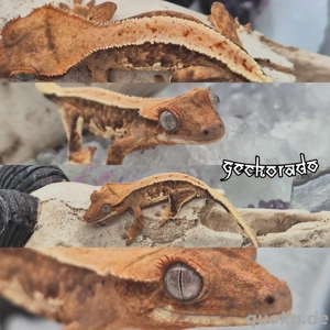 0.0.1 Kronengecko Baby - Lilly White