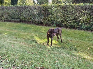 Mischlingshündin 7 Monate 