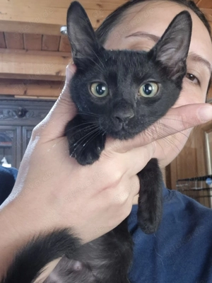 Junger Kater Jack - Reserviert!