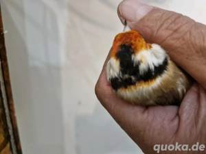 Ein Major. Hahn von 24