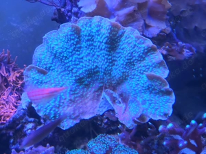 Montipora 