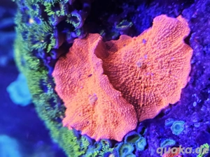 Korallen Scheibenanemone Discosoma ultra orange 