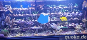 Korallen, Anfängerkorallen, Korallenableger, Meerwasser, Aquarium 