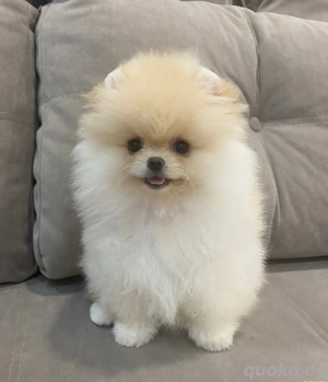 Pomeranian-Welpen