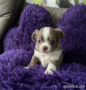 Chihuahua Welpe 