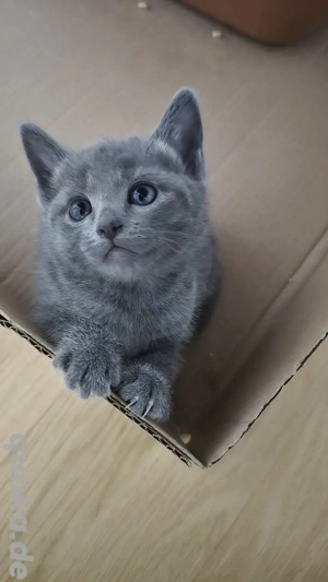 GESUNDE Russisch blau Kitten mit Stammbaum
