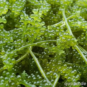 Meerwasser-, Salzwasser-, Makroalge: Meerestraube (Caulerpa) Bild 3