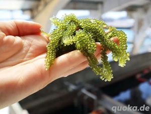 Meerwasser-, Salzwasser-, Makroalge: Meerestraube (Caulerpa)