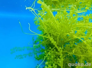 Meerwasser-, Salzwasser-, Makroalge: Meerestraube (Caulerpa) Bild 2
