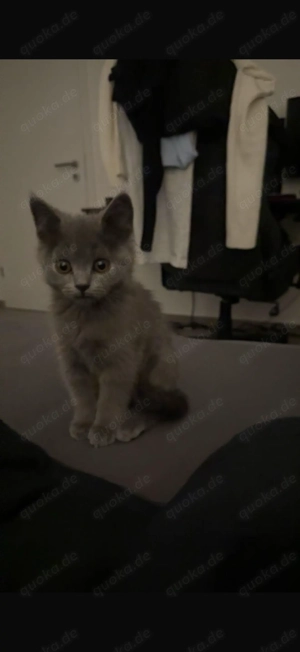 Traumhafter Britisch-Kurzhaar-Kater sucht liebevolles Zuhause