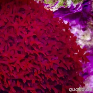 Meerwasser-, Salzwasser-, Makroalge: Gracillaria, Rotalge, Halymenia