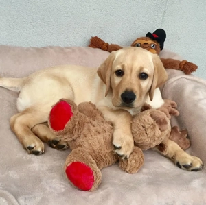  Weiblicher Labrador-Welpe