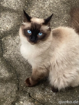 Ragdoll Katzen zu verkaufen