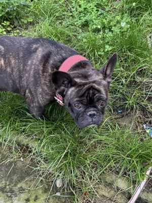 Französische Bulldogge 