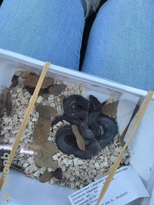 Afrikanische Hausschlange zu verkaufen