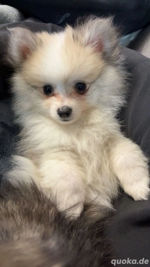 2 kleine Pomerian Spitz Welpen die am 30.07.2025 geboren sind 