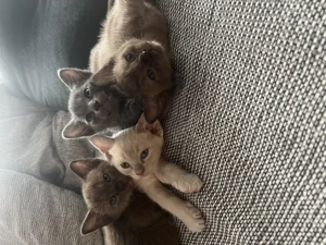 Burma Katzenbabys alle reserviert!