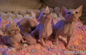 Verkaufe 4 Canadian Sphynx Kitten Jungs .     !!! KEINE ZUCHT !!!