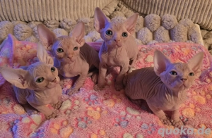 Verkaufe 4 Canadian Sphynx Kitten Jungs .     !!! KEINE ZUCHT !!! Bild 3