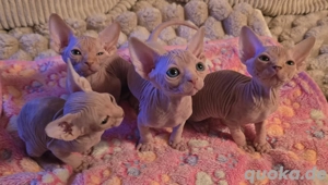 Verkaufe 4 Canadian Sphynx Kitten Jungs .     !!! KEINE ZUCHT !!! Bild 2