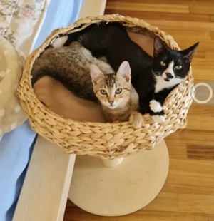 Dringend Pflegestellen für unsere Katzenkinder gesucht 