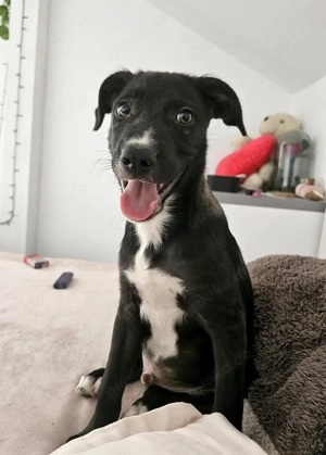 Zeno wird groß werden und sucht das passende Körbchen 