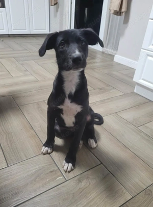 Zeno wird groß werden und sucht das passende Körbchen