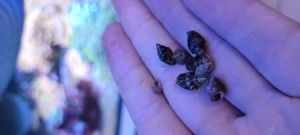 Täubchenschnecken Nassarius Collonista