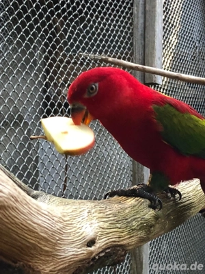 Gelbmantellori  Hennen