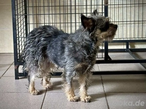     Tilly sucht eine liebe Familie     Bild 2