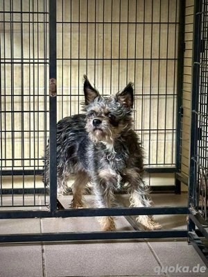     Tilly sucht eine liebe Familie     Bild 3