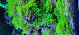 Briareum - Grüne Röhrenkoralle ("Affenhaar")