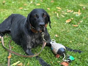 Ringo sucht sein Zuhause