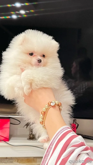 Pomeranian Weibchen mit Ahnentafel