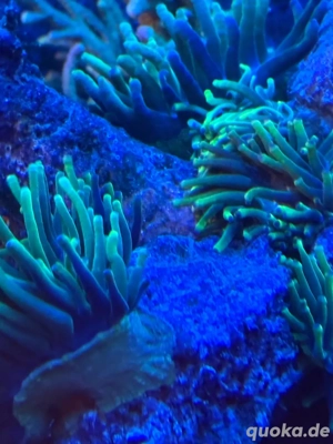 Entacmaea quadricolor green