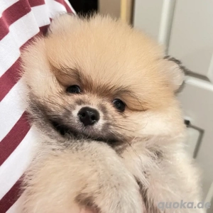 Pomeranian Rüde mit Ahnentafel