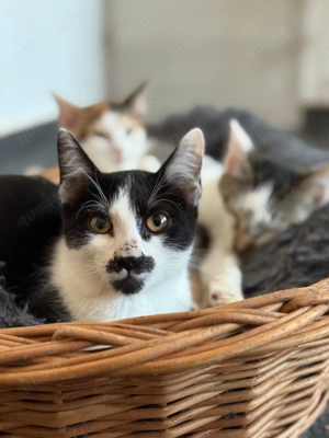 Mambo sucht sein Für-immer-Zuhause