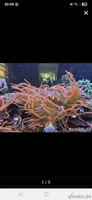 Kupferanemone-Sunburst  Bild 3