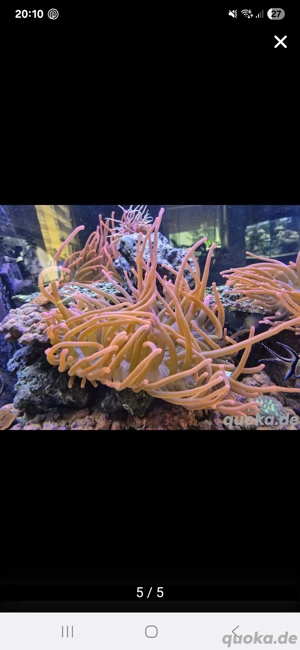 Kupferanemone-Sunburst 