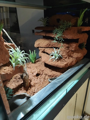 Leopardgeckos, Terrarium 