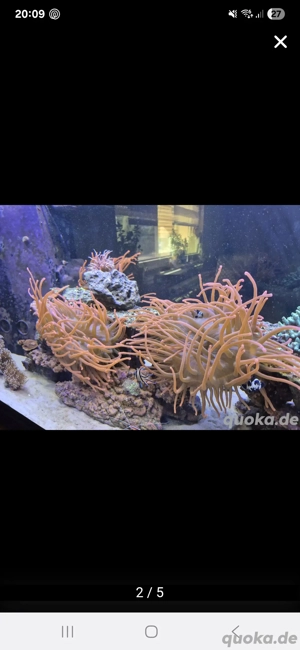 Kupferanemone-Sunburst  Bild 5