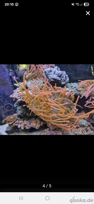 Kupferanemone-Sunburst  Bild 4